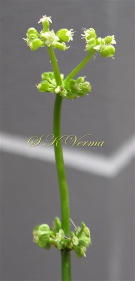  Inflorescence